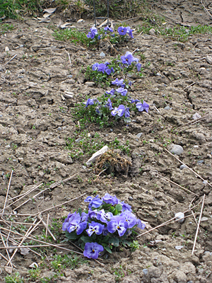 pansy unmulched